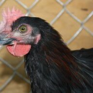 Crzy4Chickns