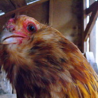 spoildegg