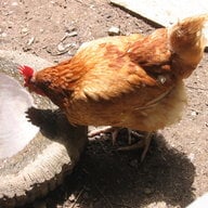 Chick pea