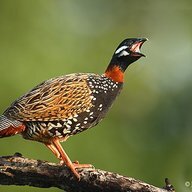 alimufti