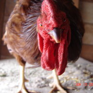 chickenweirdo