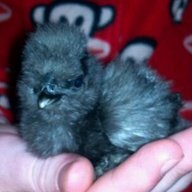 Chicksbabette