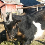 7MileCreekRanch