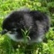 smores.eragon.willymom