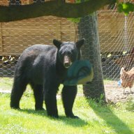 bearhugger