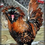 capechicken5000