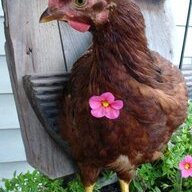 BunnyHen