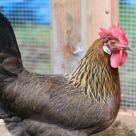 Bellachickens