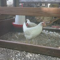 capt cluck