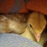 Koeyohte