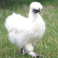 countrychickie1