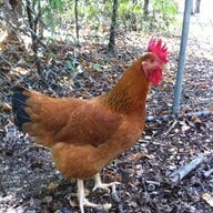Arkansan