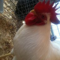 poultrylover99