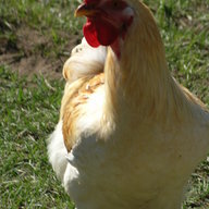 wisfarmer