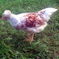 sevierchickens