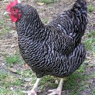 Spoiledthemhens