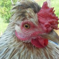 Phoenix Farms