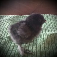 WIchickens