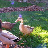 Just Ducky