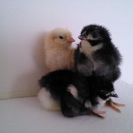chicksooner