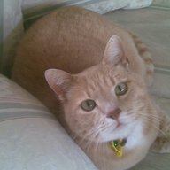 MarieOmelette