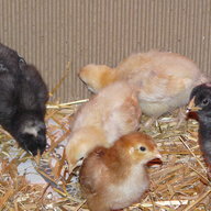 A and D Chicks
