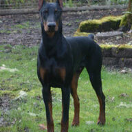 doberbonnie