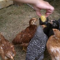 onehappyclucker