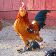 poultrified