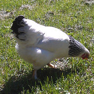 charmchick