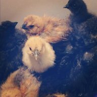Racerchicky17