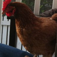 Chicken Soj