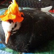 PiGE0N