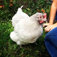 BabyBird Farm