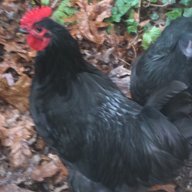 chubberchicken