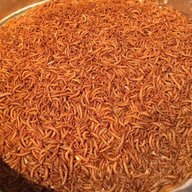 GCMealworms