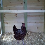 Kirklandchick