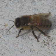 BeeKeepin