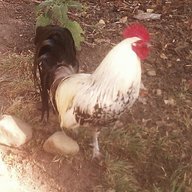 Indy Chicken