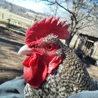 ChickenFootRnch