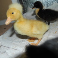 XDuckTapeX