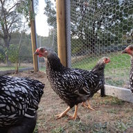 ArnucaChooks