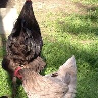BlueChickens