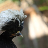 Chikyest