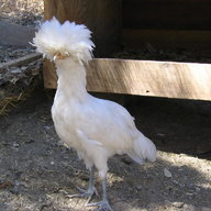 Spice Glen Hens