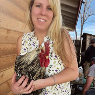 TahoeChickens
