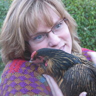 Hareychicks