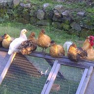 Chickybud