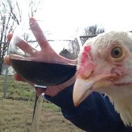 Taebird