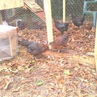hendrixcoop